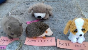 Four cuddly toys with paper signs in front of them reading 'smelliest', 'Best ears', 'ugliest' and 'oldest'.